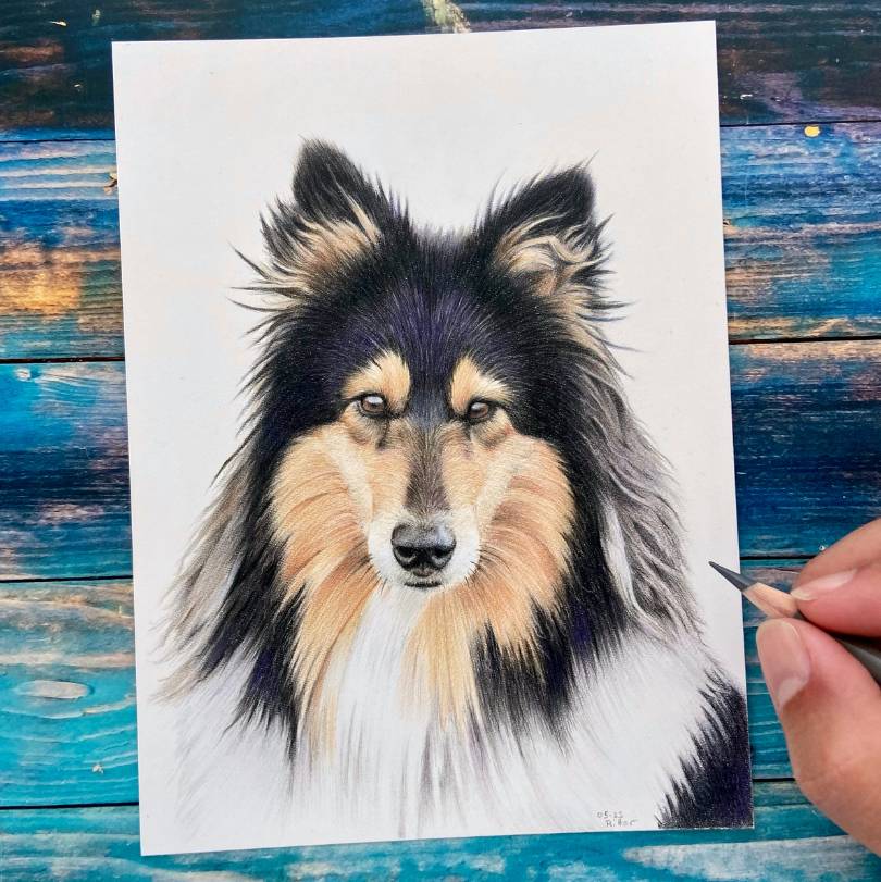 Hundeportrait zeichnen lassen: Zum Beispiel deinen Collie