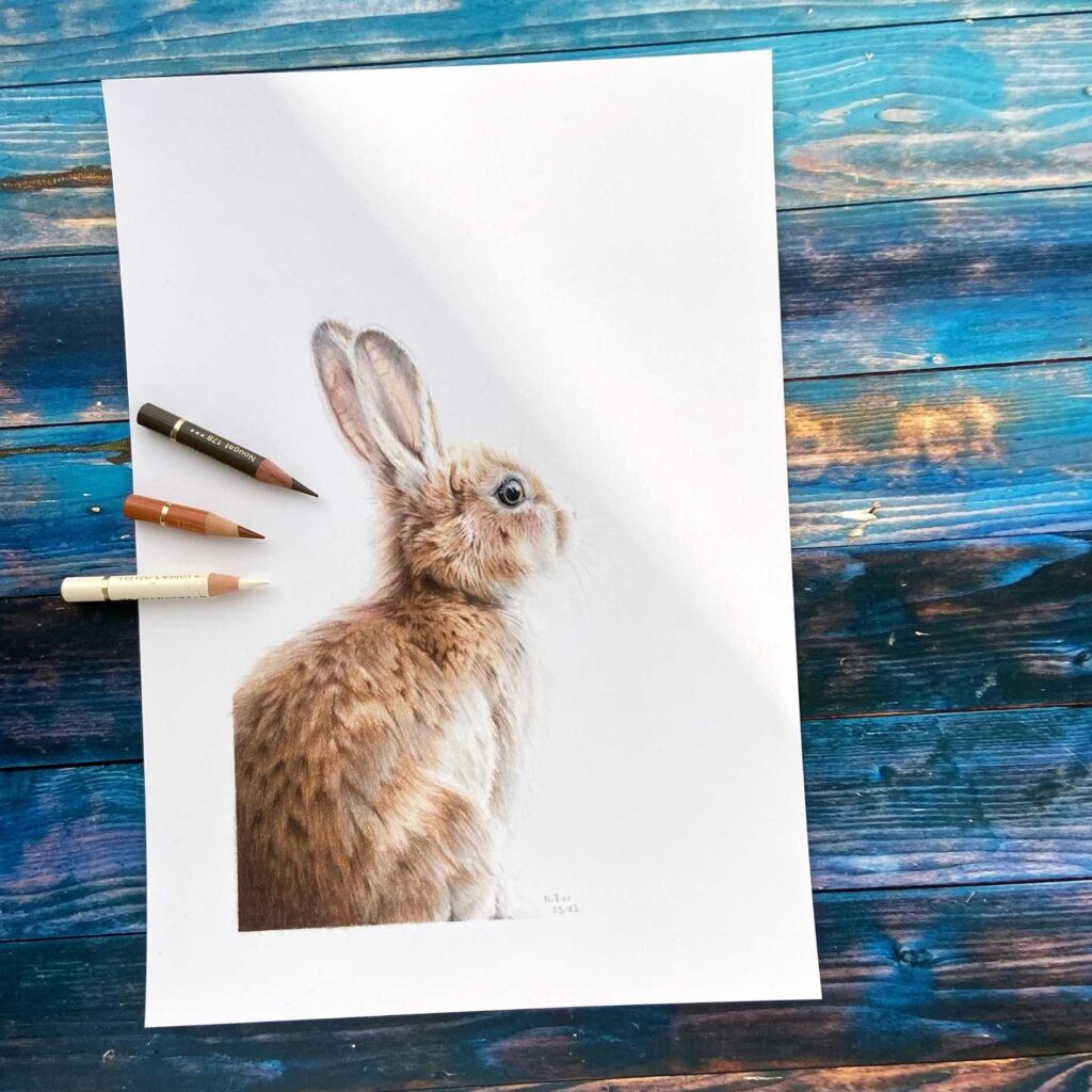 Buntstift-Zeichnung eines Kaninchens