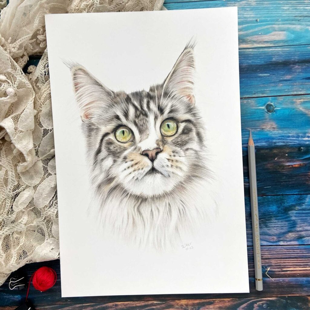 Buntstift-Zeichnung einer Maine-Coon-Katze