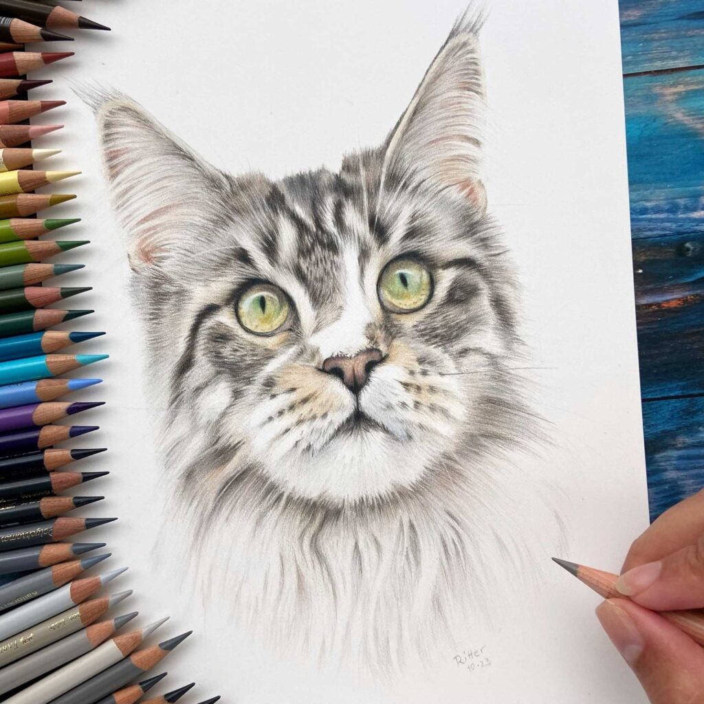Tierportrait nach Fotovorlage zeichnen lassen von Kikis Artworks, zum Beispiel eine Maine Coon Katze