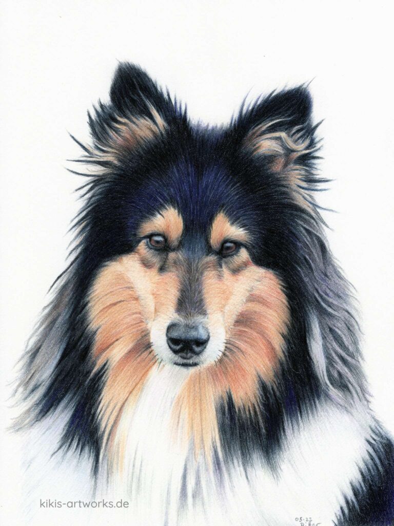 Buntstiftzeichnung eines Collie-Hundes