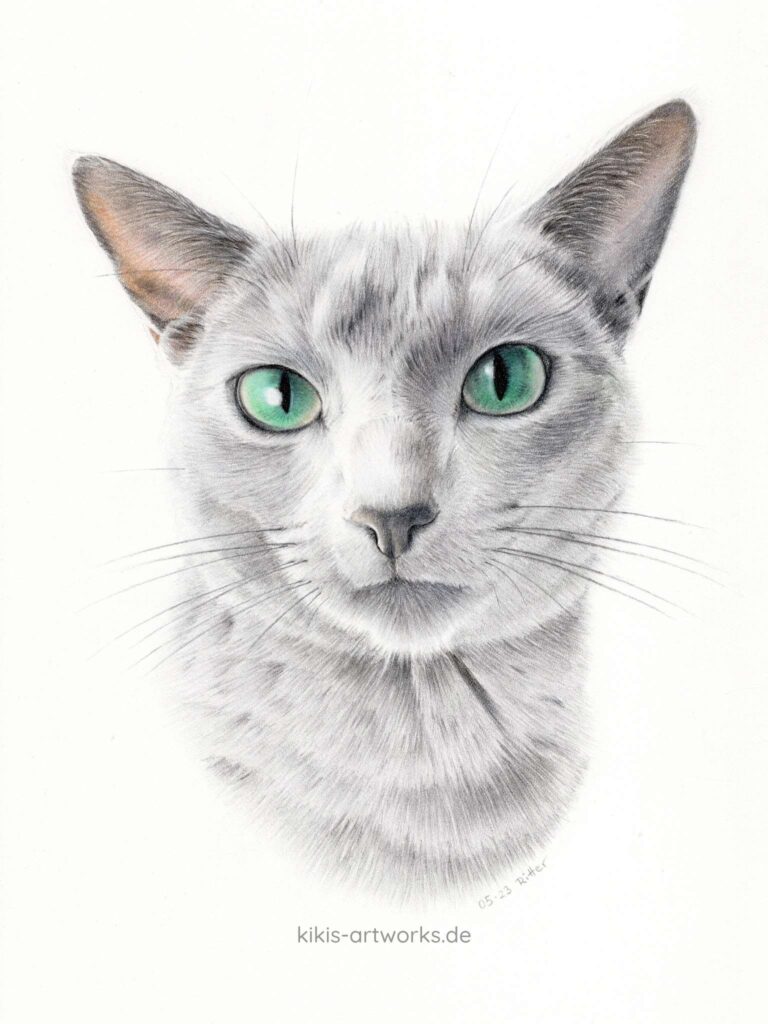 Zeichnung eines Kopfportraits einer Russisch Blau Katze
