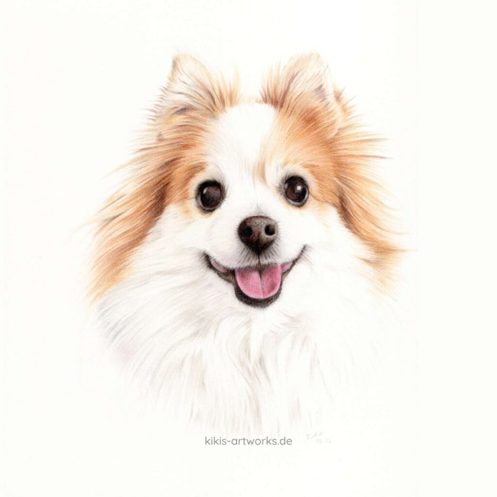 Tierportrait-Zeichnung eines Spitz-Hundes