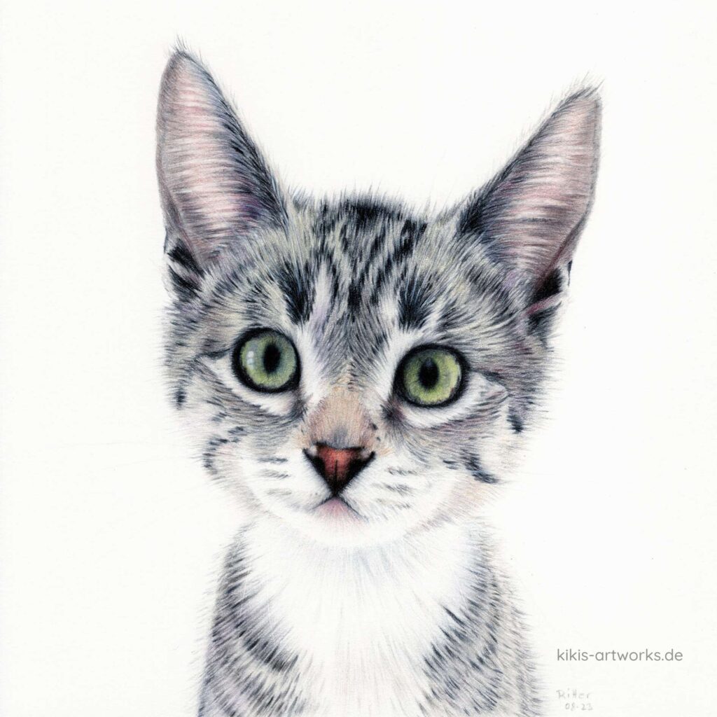 Zeichnung eines getigerten Kätzchens, es schaut mit großen Augen zum Betrachter