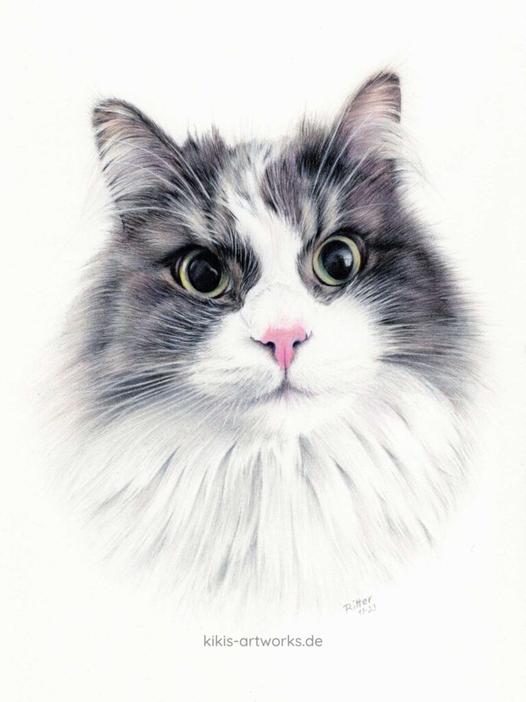 Portrait-Zeichnung einer Norweger-Katze im realistischen Stil mit Farbstiften
