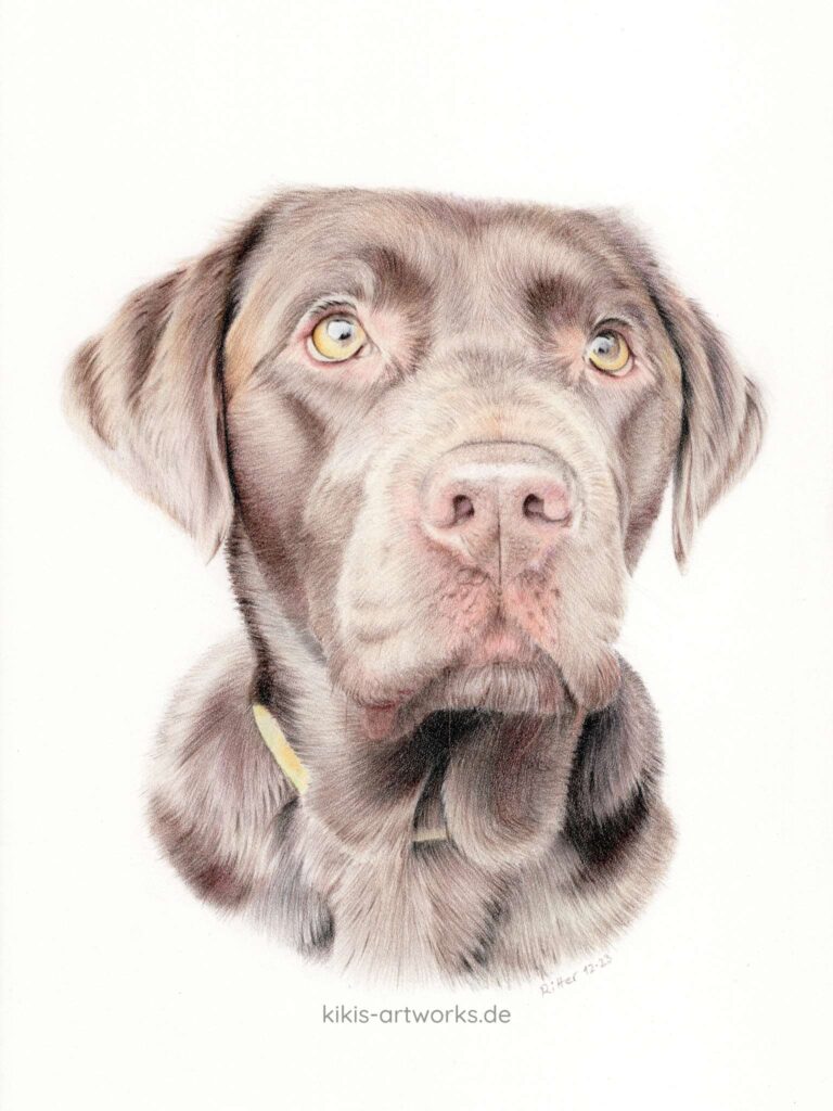 Buntstift-Zeichnung eines braunen Labrador Retrieviers im realistischen Stil
