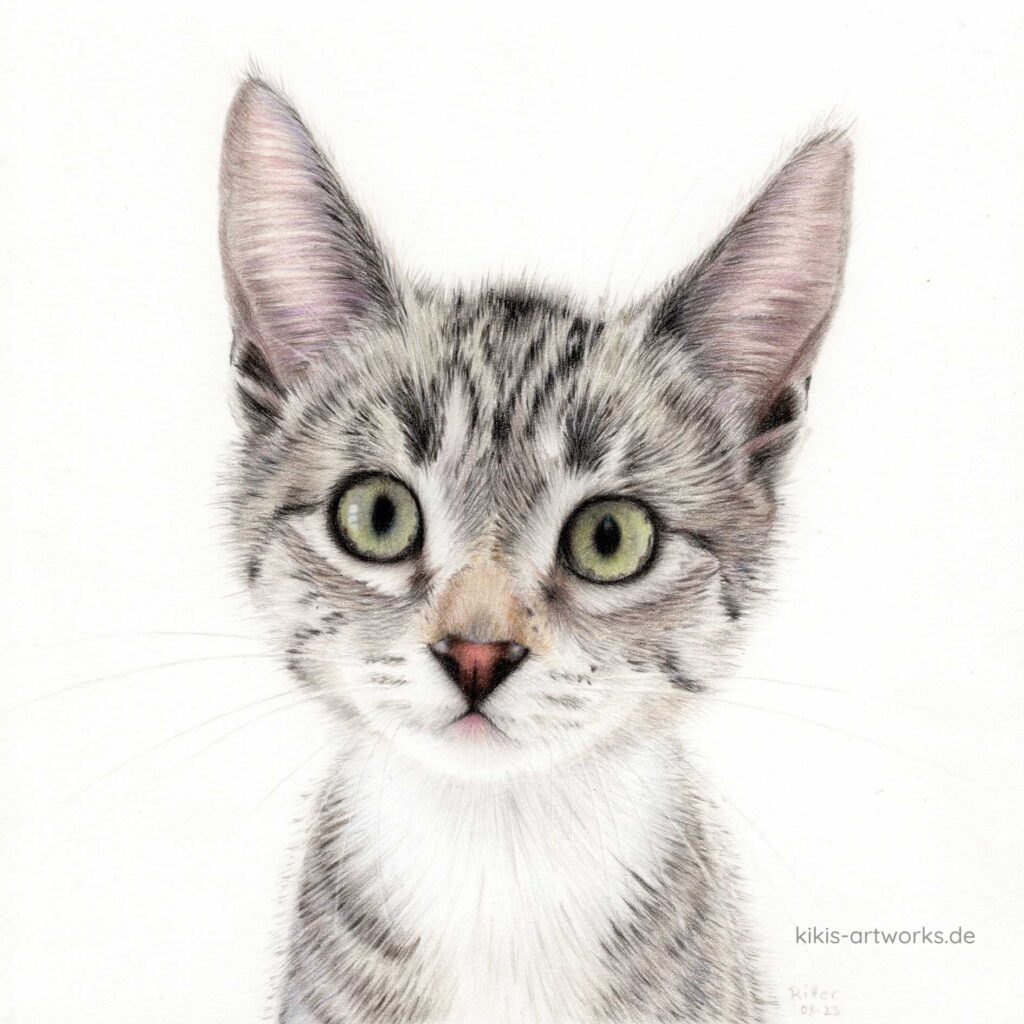 Zeichnung eines getigerten Kätzchens, es schaut mit großen Augen zum Betrachter